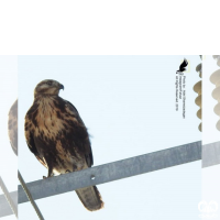 گونه سارگپه کوهی Upland Buzzard